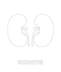 Kidneys tracing worksheet for kids