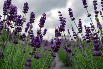 Fototapeta premium Lavender Field in the summer. Aromatherapy. Nature Cosmetics. Latvia.
