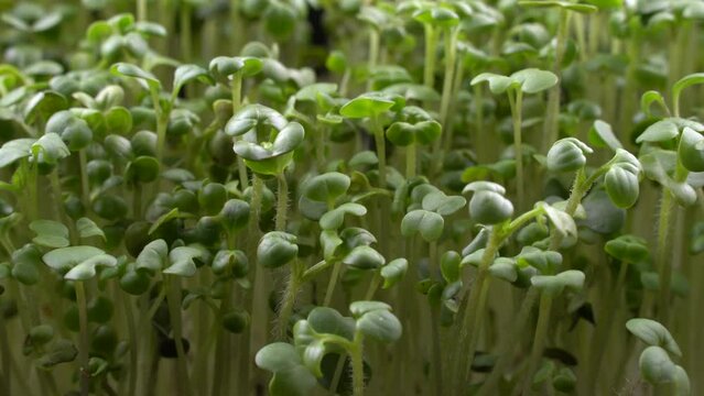 Mustard microgreens birth close-up. Green plants sinapis alba germination. Juicy young sprouts in containers. Germination of mustard seeds. Healthy nutrition and organic food.