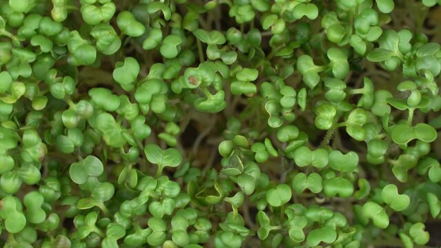 Top view group mustard microgreens rotation. Green plants sinapis alba germination. Juicy young sprouts in containers. Germination of mustard seeds. Healthy nutrition and organic food.