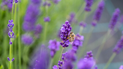 Honeybee in flowering lavender field. Summer landscape with blue lavender flowers. Latvia