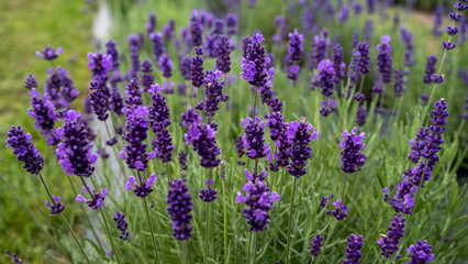 Fototapeta premium Lavender Field in the summer. Aromatherapy. Nature Cosmetics. Latvia.