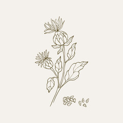 Hand drawn safflower plant illustration - obrazy, fototapety, plakaty