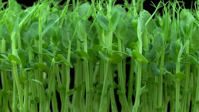 Pea microgreens birth on black background. Green micro plants pisum germination. Juicy young sprouts in containers. Germination of beanstalk crop seeds. Healthy nutrition and organic food.
