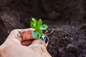 Farmers hands holding a plant Background	