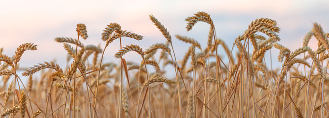 Ripe wheat on the field selective focus © CreativeSuburb