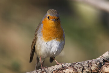 robin on a branch
