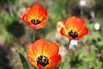 Tulpen trio orange, rot 2