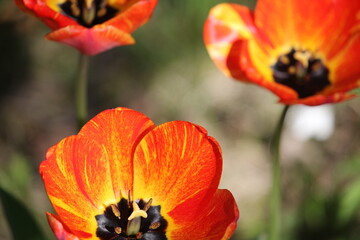 Obraz premium Tulpen trio orange, rot