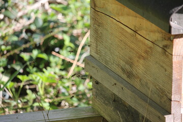 Bienenstock