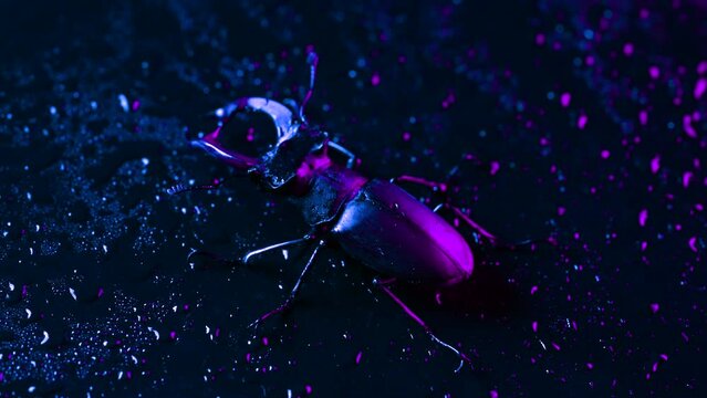 Beautiful insect listed in Red List, largest rare male stag in europe - Lucanus cervus. Horned beetle deer on dark colorful neon surface with rain drops. Wildlife. Close up.