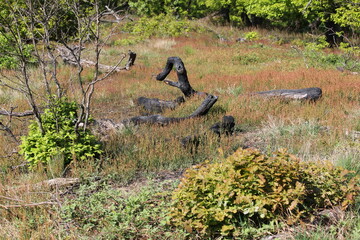 Obraz premium verbrannte Äste