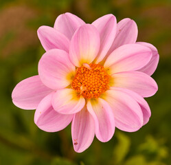 Beautiful close-up of a pink dahlia