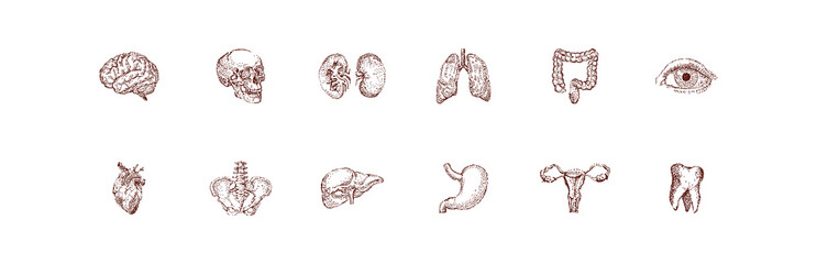 Human organ set vintage illustration. Hand drawn anatomy sketch of skull, heart, brain, lungs, eye and other internal organs. Medicine vector poster. Hand drawn sketch monochrome isolated
