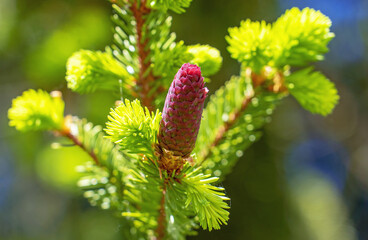 A fir cone growing on a branch with needles.