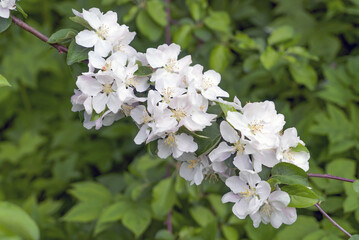 A branch with white apple blossoms close-up.