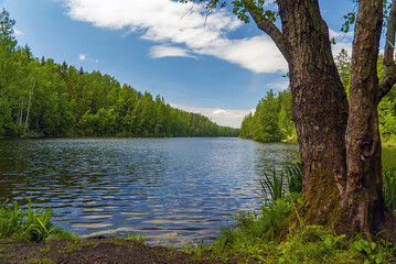 On the shore of the long lake . Summer landscape. Leningrad region. Vsevolozhsk.