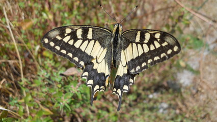 Fototapeta premium butterfly