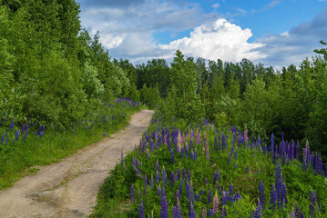 Purple and purple lupine flowers along the path in the forest.