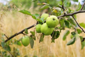 Green organic orchards with rows of apple trees.
