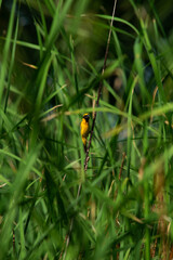 Bird in the grass filed