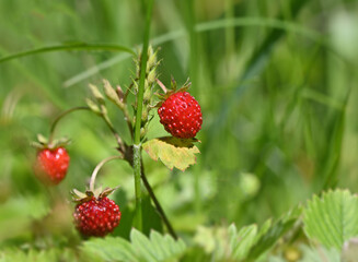 
Forest natural strawberry