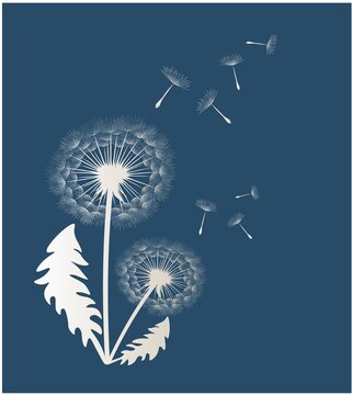Vector illustration of silhouette dandelions on a dark background.
EPS10 for logos or labels, postcards, posters, stickers, wall decor, wallpaper etc. Wall art for decor.

