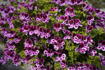 Obraz premium Pelargonium 'Angels Perfume' Geraniaceae family. Hanover, Germany.