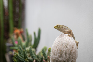 golden brown skinned chameleon perched