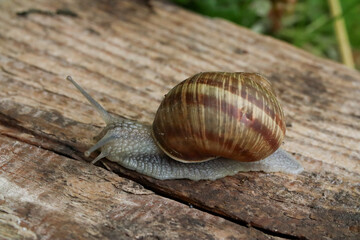snail on a leafa snail crawls on a wooden board