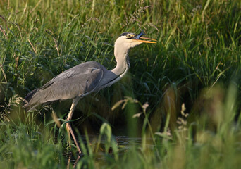 Fototapeta premium Beautiful great gray heron on the river catches fish