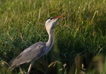 Beautiful great gray heron on the river catches fish