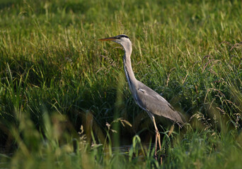 Beautiful great gray heron on the river catches fish