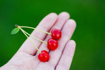 Girl holding a handful of cherries in her palm