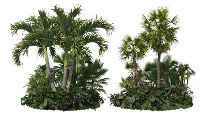 Garden with palm on white background