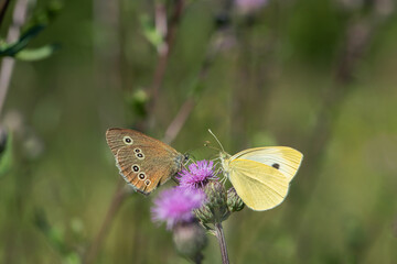 Small cabbage white (Pieris rapae) and ringlet (Aphantopus hyperantus) butterfly.
