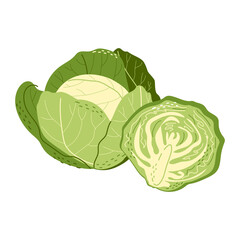 Whole and half white cabbage in a hand-drawn style. Healthy vegetables. Vector isolated illustration on a white background