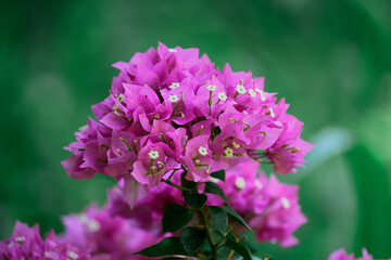 pink hydrangea flowers in garden