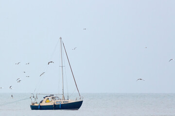 sailboat in the sea surrounded by birds