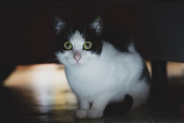  portrait of a black and white cat under the couch