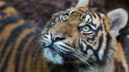 portrait of a tiger looking up