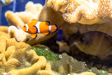 Clownfish in the aquarium