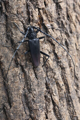 The great capricorn beetle (Cerambyx cerdo) on tree bark in the forest