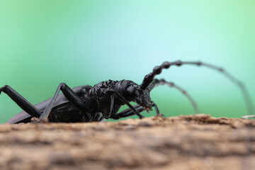 The great capricorn beetle (Cerambyx cerdo) on tree bark in the forest