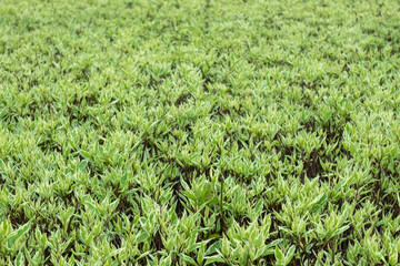 Young spring green leaves, bushes botany pattern with blurred background. Growth time natural fresh texture