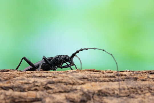 The great capricorn beetle (Cerambyx cerdo) on tree bark in the forest