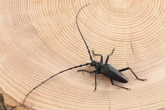 The great capricorn beetle (Cerambyx cerdo) on oak in the forest