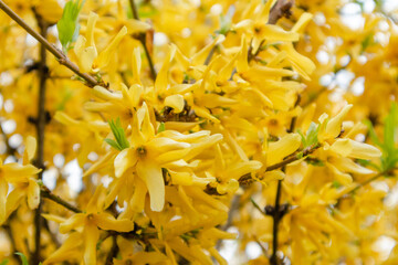 Nice Forsythia or Yellow Bells bloom. Spring branch with yellow flowers macro