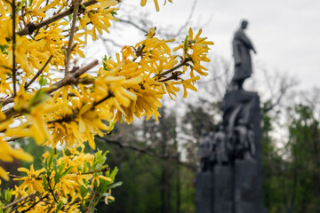 Yellow bell flowers bush bloom near unfocussed Taras Shevchenko Monument in Kharkiv city center park. Spring yellow forsythia in Shevchenko City Garden - obrazy, fototapety, plakaty