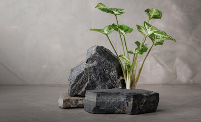 dark stone podium stage for show product with Arrowhead vine plant on concrete wall background,...